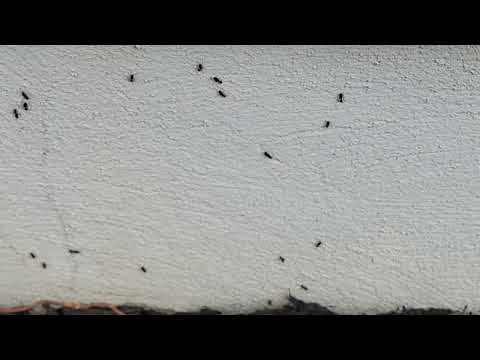 The Ants Were Coming from the Mulch Bed in Bernardsville, NJ