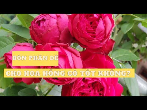 Bón phân dê cho hoa hồng có tốt không