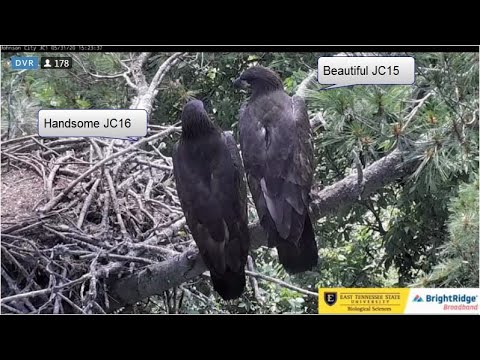 JC15 - Eaglet - Favors Rt Leg/Foot After Hanging Incident - Johnson City Eagles - May 31, 2020