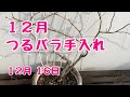 12月バラ手入れ