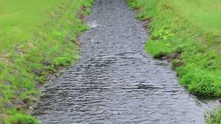 小野沼公園でサケを見る