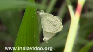 Psyche or Leptosia nina