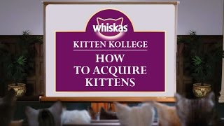How To Acquire Kittens - Where to Buy Or Rescue a Kitten : Kitten Kollege