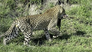 Leopardo Mata a Bebe Facóquero