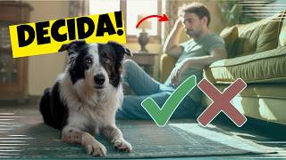 O Border Collie não é para todos… veja por quê!