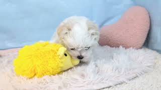 マルチーズの動画01