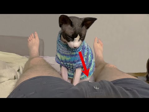 Sphynx Cats Being Funny 😹 - Funny Sphynx Cat Compilation | Paw Pack