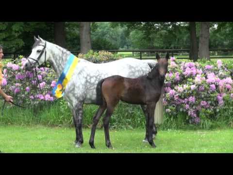 HorseTiVi-Sietlands Quincy.mov