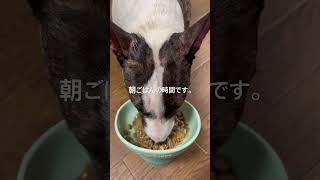 2026.5.17朝ごはん#ブルテリア#bullterrier#犬#犬との暮らし#愛犬#dog#可愛い#わんこ#お散歩#family#パピー #仔犬