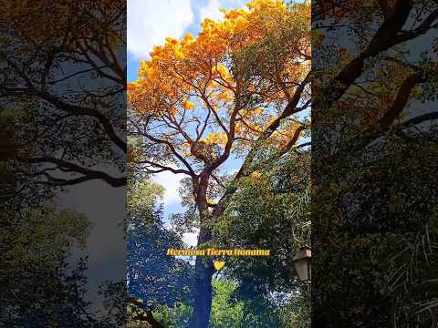 Un bonito lugar. Magdalena, Beni.