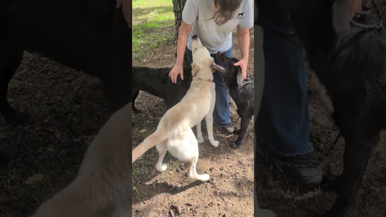 Enlarge Jewel, a Adoptable Labrador Retriever in Arlington, TX video 6/6
