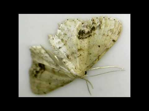 MOTHS NEVER EAT! A moth under a microscope - moth facts for kids with Eric