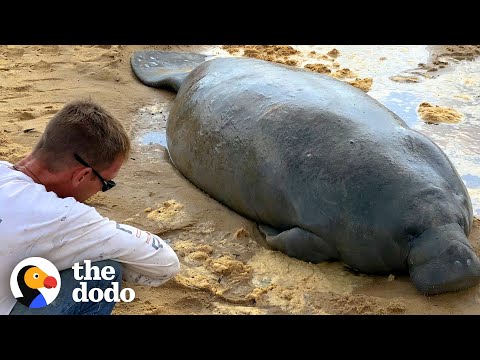 Stranded Manatee Rescued by Bulldozer | The Dodo