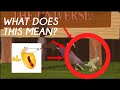 Chicken Little But Only The Funny Parts