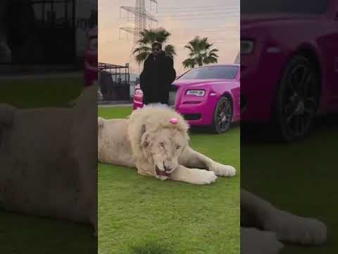 millionaire lifestyle # in dubai# hashtags to # fashion gallery#🤑🤑