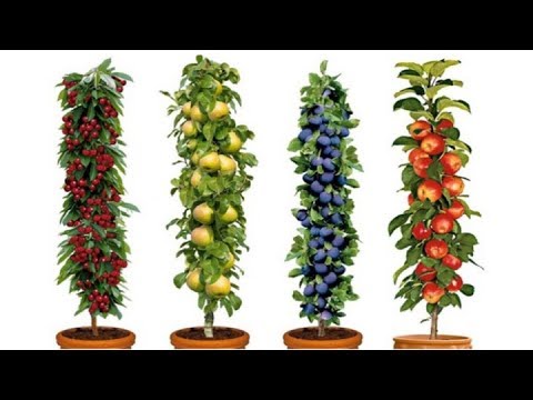 dwarf fruit trees zone 7a - Useful Gardening Tips