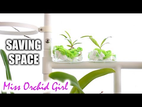 'Mounting' Vanda Orchid seedlings - Space saving idea!
