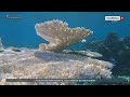 L'océan en surchauffe, les coraux blanchissent