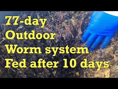 77-day outdoor worm bag 10 days after large feeding is fed again - vermicompost