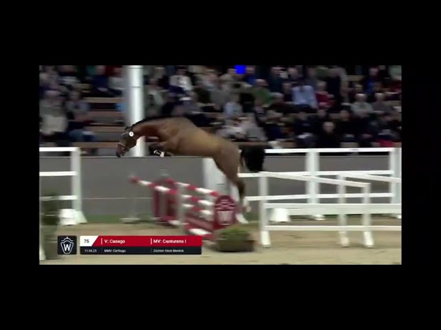 Westfalen stallion approval