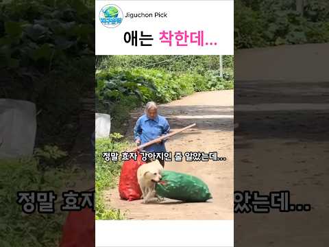 효자 강아지인 줄 알았는데...