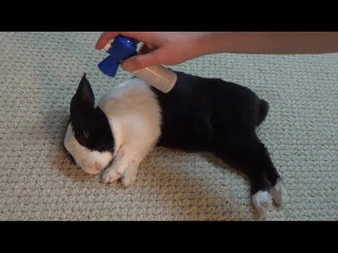 Have An Anxiety Attack Watching This Guy Wake His Rabbit Up With Airhorn
