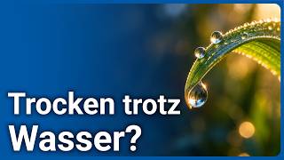 Relative Luftfeuchte • Wie Temperatur und Verdunstung zusammenwirken | Axel Klei
