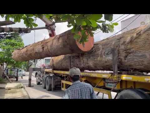 CUNG CẤP GỖ TRÒN NHẬP KHẨU