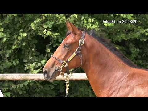 2020 Deauville Select Sale - Lot 416 f.RIBCHESTER x MON ETOILE