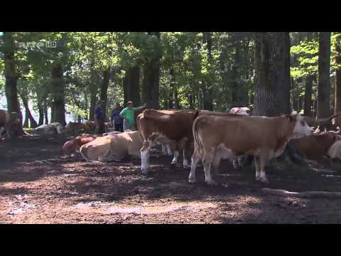 Dokumentation: Kroatiens wilde Flusslandschaft