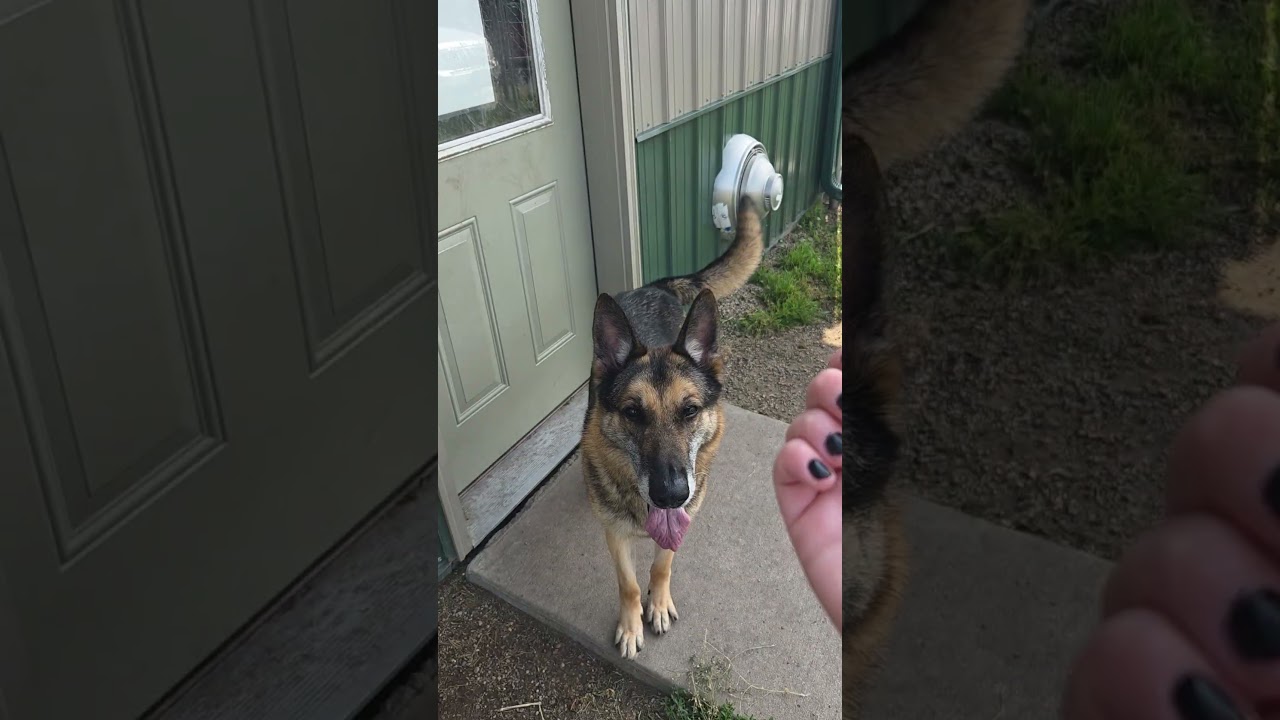Taz, a ADOPTABLE German Shepherd Dog in Brookings, SD video 6/6