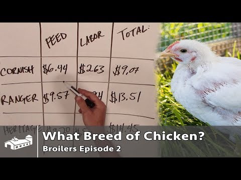 $4.44 Difference Raising Cornish Cross VS Red Ranger Chickens