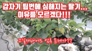 잘 자라던 딸기 잎이 이상하다!!! 팁번!!! 칼슘제 엽면시비하고 효과적인가??? 생각보다 잘 안 잡히는데.…