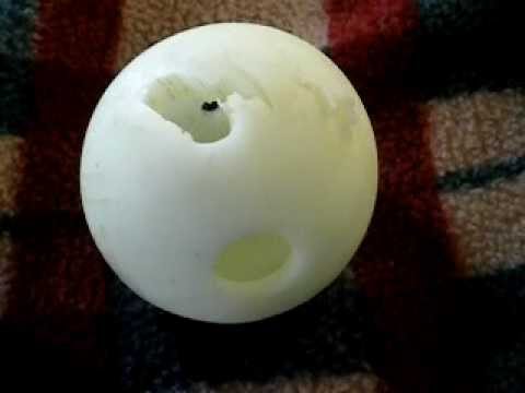 download lagu mp3 mp4 Luna Ball Planet Dog, download lagu Luna Ball Planet Dog gratis, unduh video klip Luna Ball Planet Dog