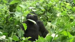 An Encounter with One of Virunga's Mountain Gorillas.
