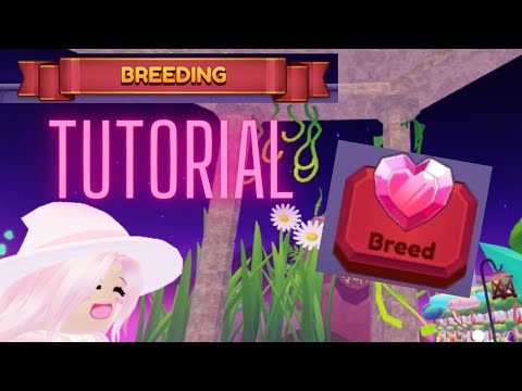 Dragon Adventures: Breeding tutorial