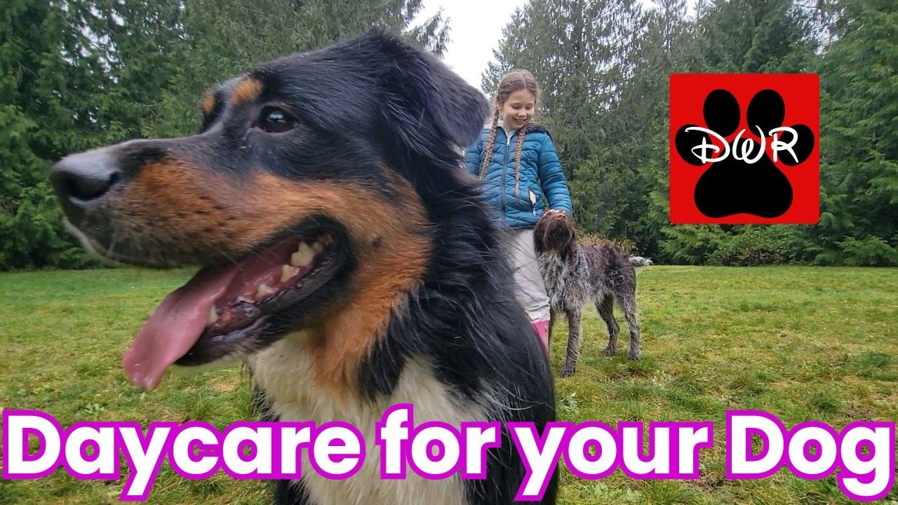 🐕‍🦺🐕🌲 Daycare for your dog 🐕‍🦺🐕🌲  Keep your dog busy while you are away or watch together 🥰❤💤