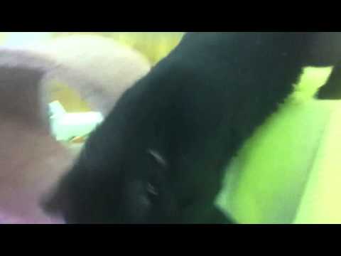 Sebastian and Baxter