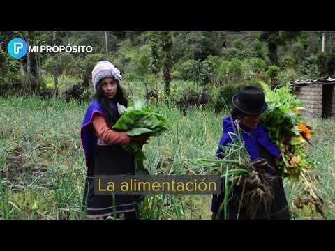 Seguridad alimentaria y nutricional de las comunidades Misak