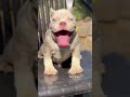 mr.pablo #americanbully #trending #trend #shorts #short #viralshort #pets #animal #dog #doglover #1m