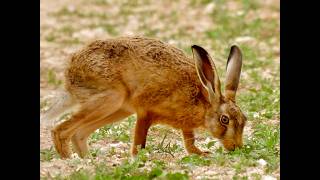 Download lagu Out Spotting Hares mp3