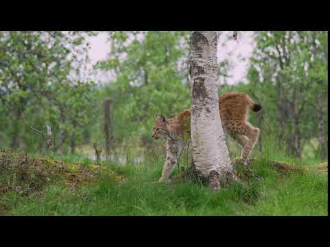 ute young european lynx walking in the forest a summer evening