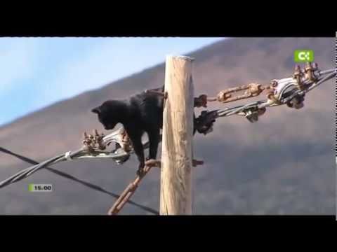 Video un gato mantiene en vilo a los vecinos del Hierro 18-11-2010