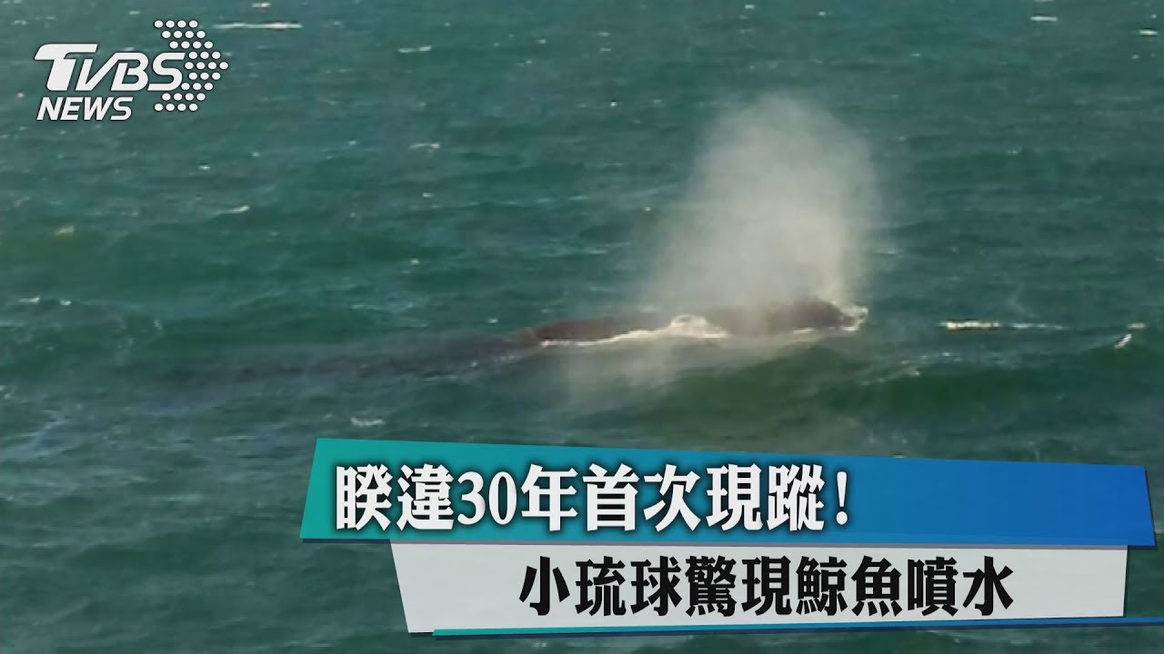 睽違30年首次現蹤! 小琉球驚現鯨魚噴水
