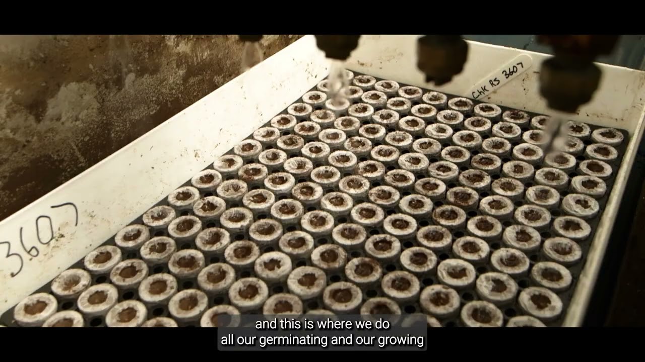 Strathlorne Forest Nursery