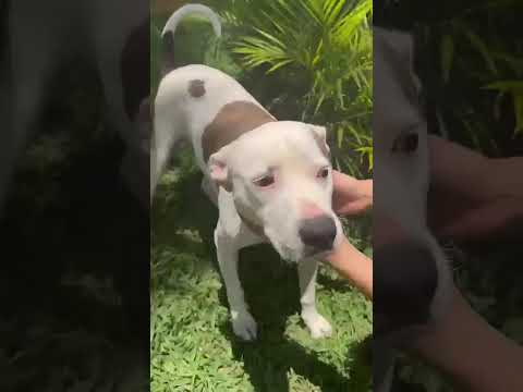 Vídeo de Theo 