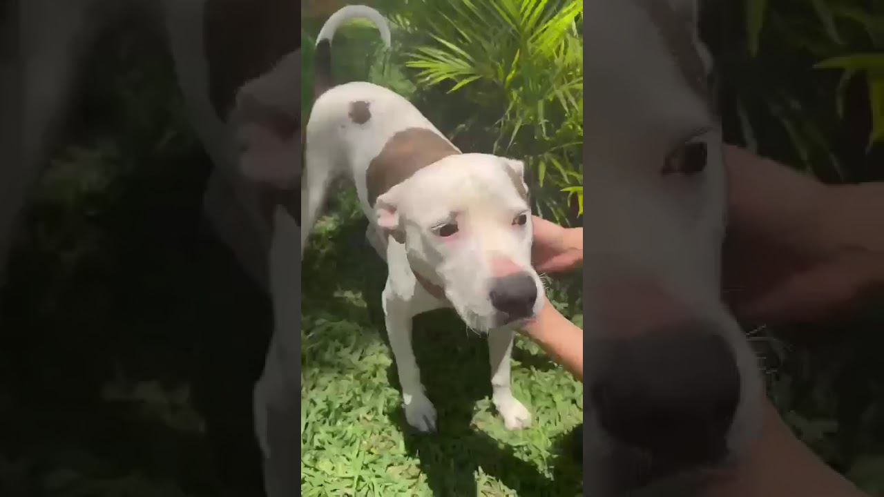 Cachorro raça Pit-Bull idade 2 anos nome Theo 