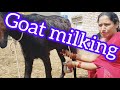 Goat Milking