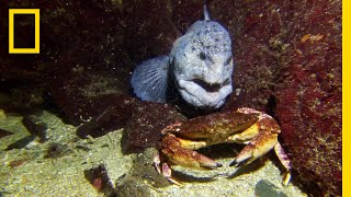 Meet the Intimidating Eel That Mates For Life | National Geographic