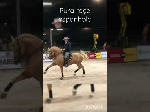 , title : 'pura raça espanhola'